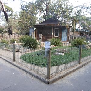 Pacific Gull & Silver Gull exhibit