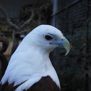 Brahminy Kite (Haliastur indus)