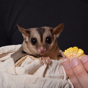 Squirrel Glider (Petaurus norfolcensis)