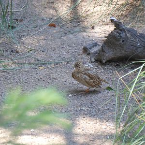 Eurasian Skylark