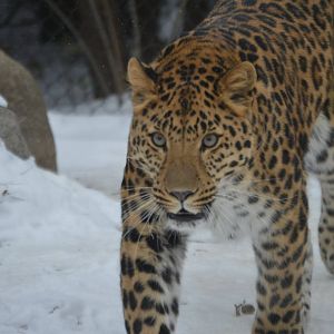 Panthera pardus orientalis