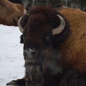 Bison bison bison