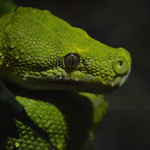 Morelia viridis
