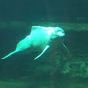 Orinoco river dolphin
