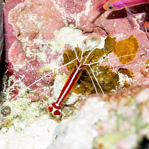 Whitestriped Cleaner Shrimp