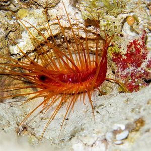 Electric File Clam (aka Disco Clam)