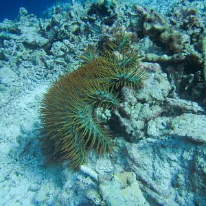 Crown-of-Thorns Starfish