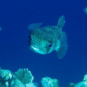 Porcupine Puffer