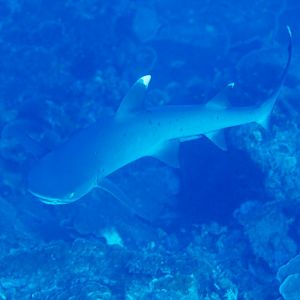 White-tip Reef Shark
