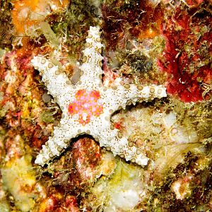 Starfish