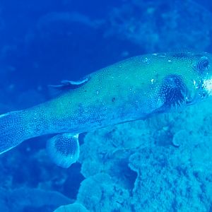 Blue-spotted Puffer