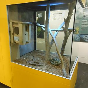 Diamond Python exhibit