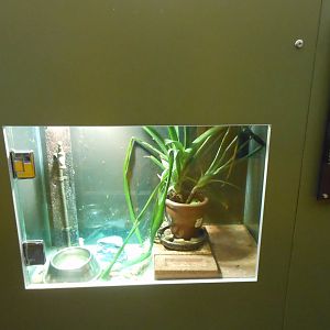 Green Tree Frog exhibit