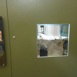 Garden Wolf Spider exhibit