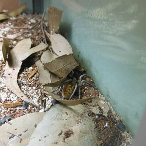 Garden Wolf Spider (Lycosa godeffroyi)