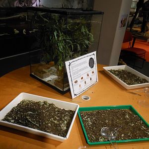 Phasmid exhibit