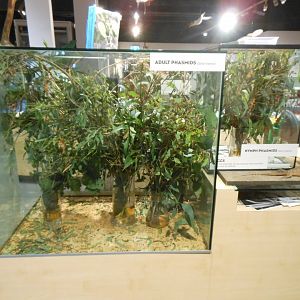 Phasmid exhibits