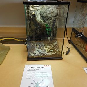 Grey Huntsman Spider exhibit