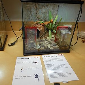 Redback Spider, Daddy-long Legs & Black House Spider exhibit