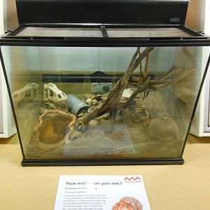 Australian Land Hermit Crab exhibit