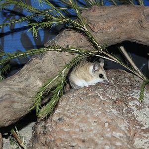 Fat-tailed Dunnart (Sminthopsis crassicaudata)