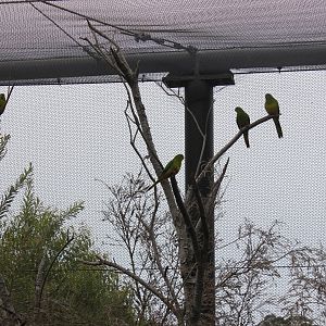 Orange-bellied Parrot (Neophema chrysogaster)