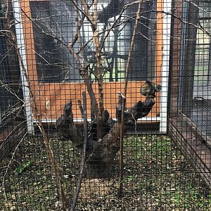 Common squirrel monkey enclosure
