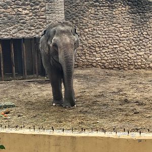 Asian Elephant