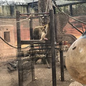 Barbary macaque enclosure (3rd pic)