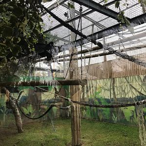 Gibbon enclosure (pic 1)