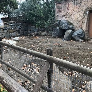 Wild boar exhibit