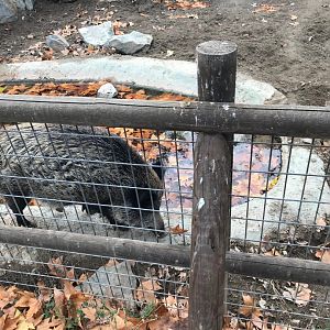 Wild boar exhibit (pic 2)