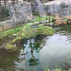 Eurasion otter exhibit