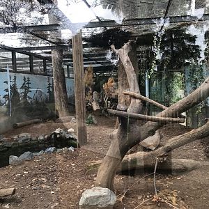 Eurasian lynx exhibit