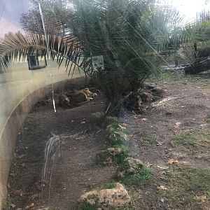 Lion exhibit (pic 1)