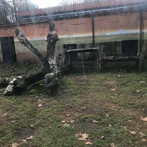 Lion exhibit (pic 2)