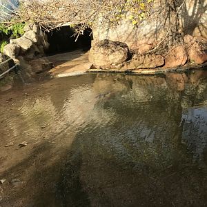 Nile hippopotamus exhibit (pic 1)