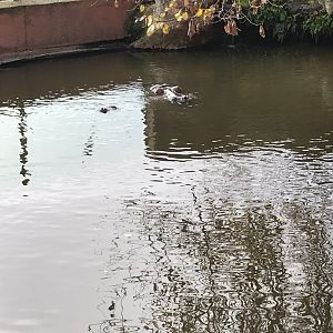 Nile hippopotamus exhibit (pic 3)