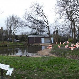 Flamingo Lagoon Enclosure