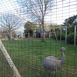 Darwin Rhea Enclosure