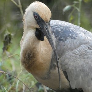 Black-faced Ibis