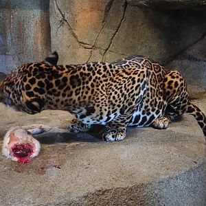 Jaguar enjoying a rabbit