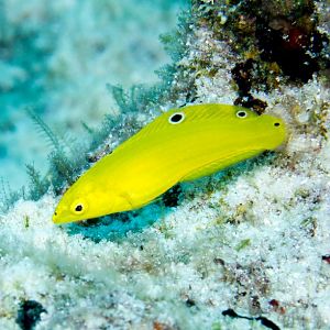 Golden Wrasse