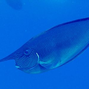 Spotted Unicornfish