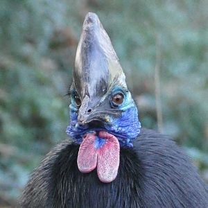 Southern Cassowary, December 2017