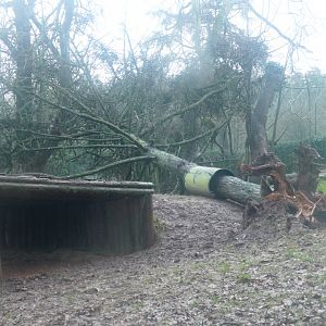 Asiatic Lion enclosure, January 2018