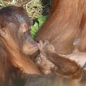 Tripa and new sibling (Sumatran Orang-utan)