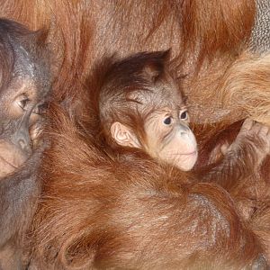 New-born Sumatran Orang-utan