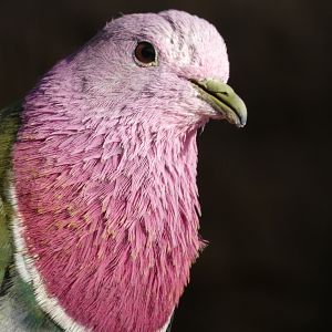 Pink-headed Fruit Dove
