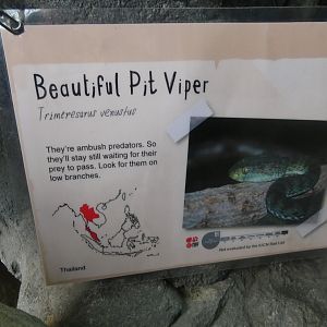 Beautiful Pit Viper Signage